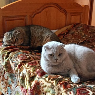 Telegram profile photo for Без КОТА жизнь не та