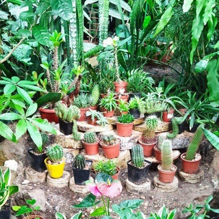 Telegram profile photo for Ботанический сад Амурск🌴🌵☘