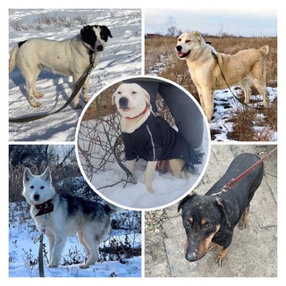 Telegram profile photo for Зверьё моё 🦮🐕🦺🐈🐈⬛
