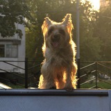 Telegram profile photo for Крыс-терьер🐀