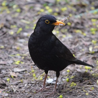 Telegram profile photo for 🐦⬛️ Черный дрозд и другие сырые места 🐦⬛️
