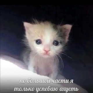 Telegram profile photo for Тюрьма для Мивана