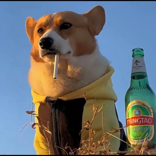 Telegram profile photo for 土狗包养选妃频道