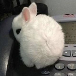 Telegram profile photo for recvmsg(bunny, &brain, MSG_DONTWAIT);