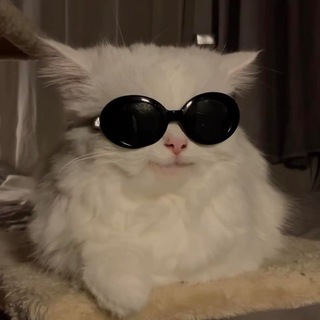 Telegram profile photo for хранилище мемов и тупых идей