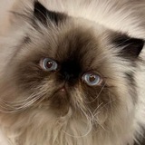 Telegram profile photo for поклонение Мишель🗝️