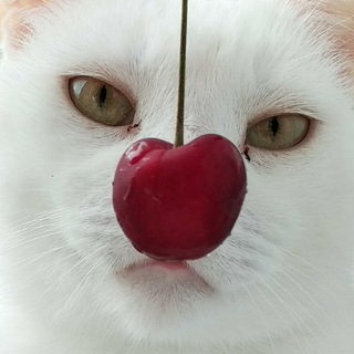Telegram profile photo for Есь ви кэн