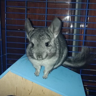 Telegram profile photo for Корм для тварин (шиншилл, кролів, собак, котів). Комбікорм.
