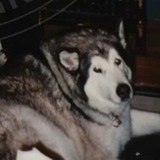 Telegram profile photo for Polaris The Husky
