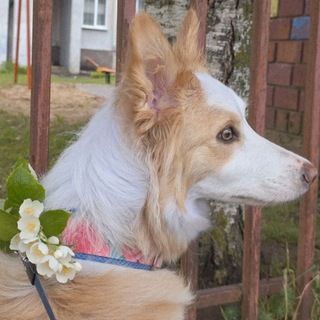Telegram profile photo for Цунами Бордер-колли