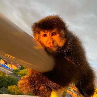 Telegram profile photo for скери мммит