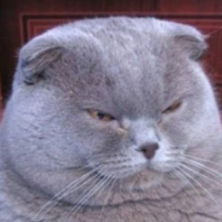 Telegram profile photo for Scala bin