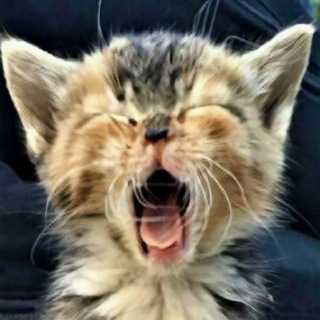 Telegram profile photo for Просто Игорь
