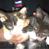 Telegram profile photo for тгк котята на рейвах