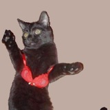 Telegram profile photo for LANGLEY