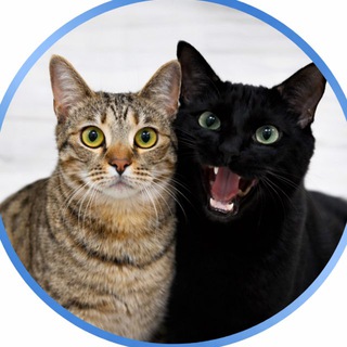 Telegram profile photo for Валерьянки налейте feat. Nacho el gato loco