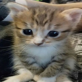 Telegram profile photo for строчки для видео🫂