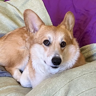 Telegram profile photo for Будни хлебобулочного🐶🥖