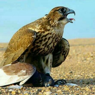 Telegram profile photo for شکارچی