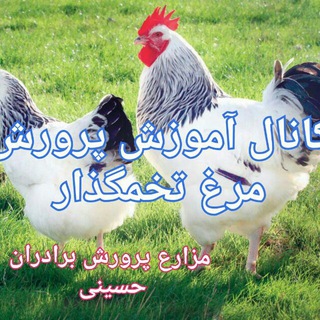 Telegram profile photo for آموزش پرورش مرغ بومی تخمگذار