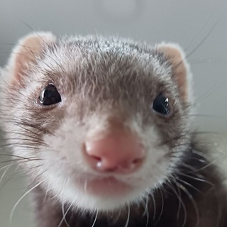 Telegram profile photo for ϟ︎KriEker | Крикер¡ ¦