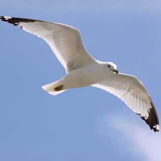 Telegram profile photo for عبدالله الهاشمي