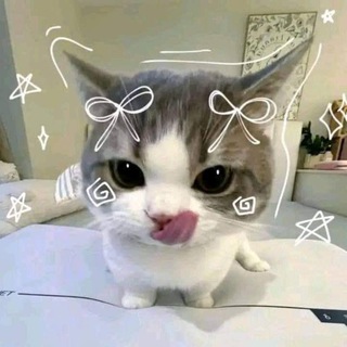 Telegram profile photo for Team Megalodon