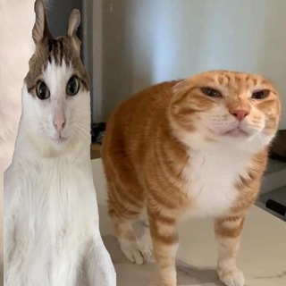 Telegram profile photo for Додо & Бао 🟧