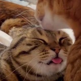 Telegram profile photo for Котолизатор