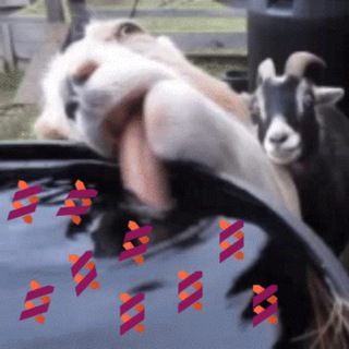 Telegram profile photo for PolKSMemes