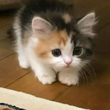 Telegram profile photo for инфо кудесник.