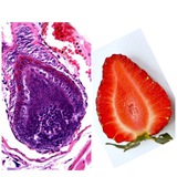 Telegram profile photo for Pathologist_without_beard