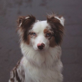 Telegram profile photo for LEKSYS