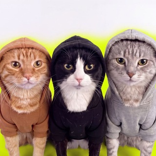Telegram profile photo for Hood Cats