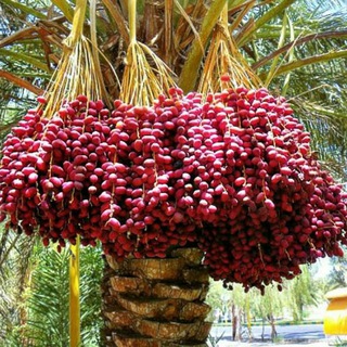 Telegram profile photo for almanhaj ahkam