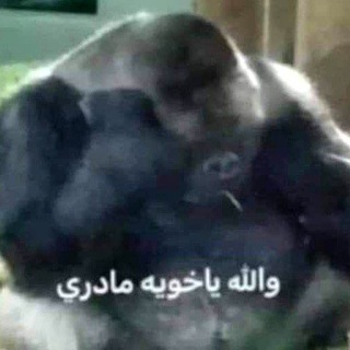 Telegram profile photo for شتبوست