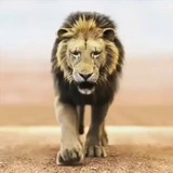 Telegram profile photo for گارد شهریار _ رسمی 3