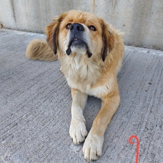 Telegram profile photo for Окей, сосиска