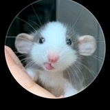 Telegram profile photo for Клиса