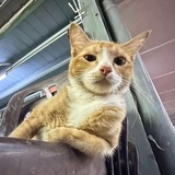 Telegram profile photo for кислый