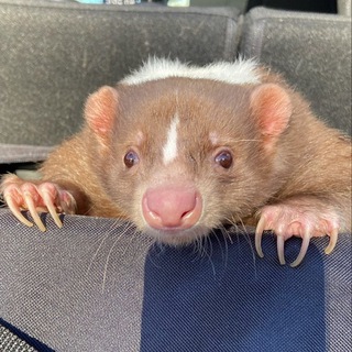 Telegram profile photo for Скунсы ● Skunks 🦨