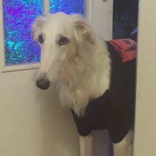 Telegram profile photo for Пёс длинный нос