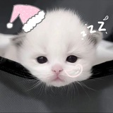 Telegram profile photo for sumpah restbuy!