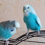 Telegram profile photo for Записки психа