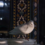 Telegram profile photo for روحي