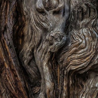 Telegram profile photo for BäumiX (Schweizer Mutterbäume - Biblical Tree)