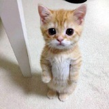 Telegram profile photo for Standing Cat