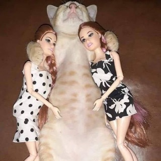Telegram group profile photo for 3 Some Cat
