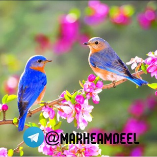 Telegram profile photo for مرهم دل 💕 💕