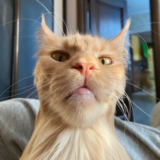 Telegram profile photo for Первый Кошачий